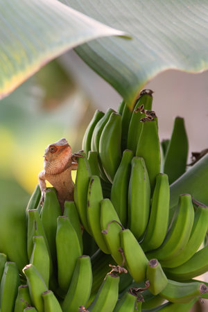 Indian Chameleon lizard peeking out of a bunch of bananas, wildlife and agriculture, reptile in banana plant, Chamaeleo zeylanicusの写真素材