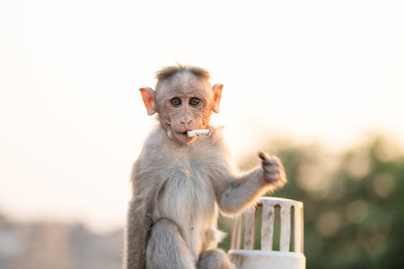 Barbary macaque ape, rhesus monkey, wildlife and urban environment in India, jungle rainforest animal in cityの写真素材