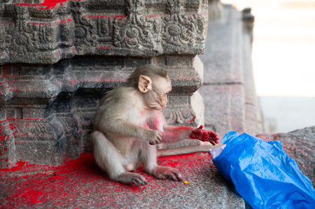 Rhesus monkey, cheeky barbary macaque ape with red holi powder in plastic bag, conflict of wildlife and urban environment in India, animal in cityの写真素材