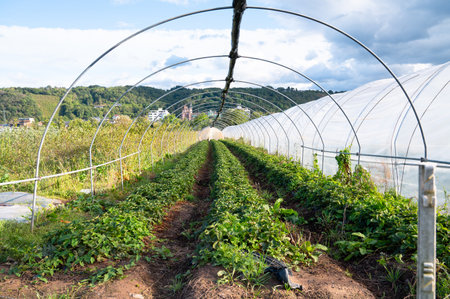 Agriculture field with strawberry plants in a greenhouse, sprout in a row, growing organic fruit, planting food in the garden, springの写真素材