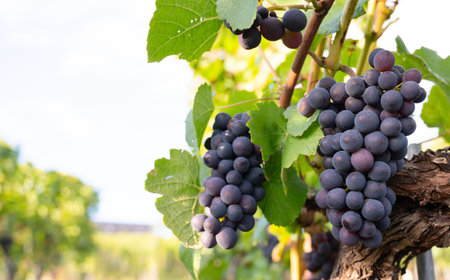 Blue Pinot Noir wine grapes growing on vine, vineyard in Trier, Mosel Valley, Germany, landscape and...