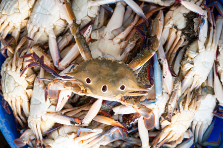 Fisherman selling three spotted crab on fish market in Kochi India, freshly caught crabs, seafood Kerala beachの写真素材