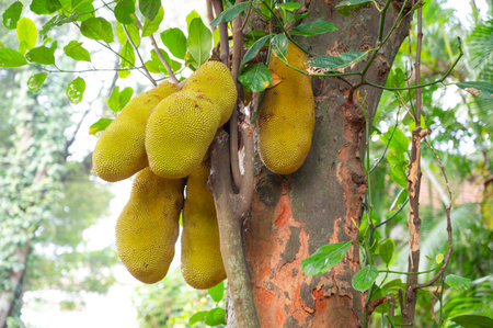Green jackfruit or nangka growing on a tree, tropical fruit in India, food plantation and harvest