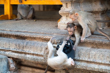 Rhesus monkey, cheeky barbary macaque ape fighting over hat from tourist, conflict of wildlife and urban environment in India, animal in cityの写真素材