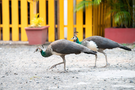 Green peahen or peafowl bird walking through a tropical garden in South India, female animal