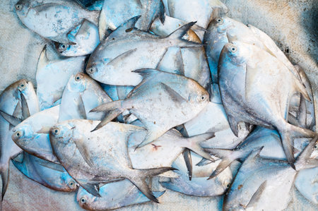 Pomfret fish, market stall with freshly caught seafood in Kochi, India, fishing industry at the...