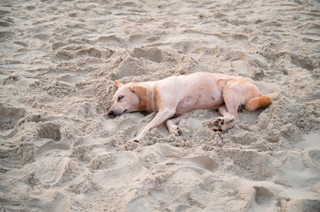 Homeless street dog sleeping on the beach of Goa, India, abandoned and unhappy, stray pet, Indian pariah dogsの写真素材