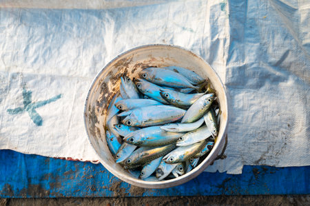 Pacific herring, mackerel and sardinefish, market stall with freshly caught seafood in Kochi, India, fishing industry at the Arabian Seaの写真素材