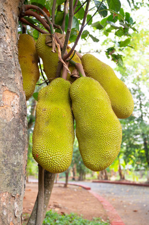 Green ripe jackfruit or nangka growing on a tree, tropical fruit in India, food plantation and...