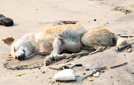 Homeless street dogs on the beach of Kochi, India, abandoned and unhappy, stray pet, Indian pariah dog, garbageの写真素材