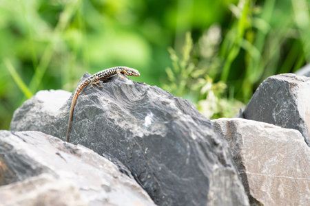 Common wall lizard on slate stone, Podarcis muralis, reptile living in Northern Europe and North...