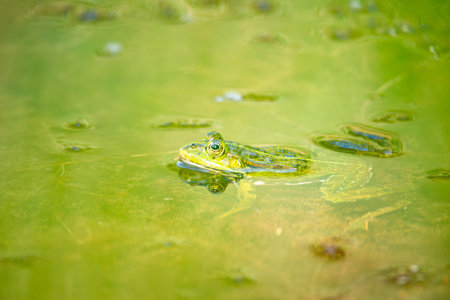 Common water green frog in the pond, natural environment, amphibian inhabitant wetland, Hylarana...