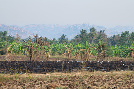 Rocky boulder terrain of Hampi with cattle egrets in rice field, banana plantation and coconut trees, mountain landscape in South Indiaの写真素材