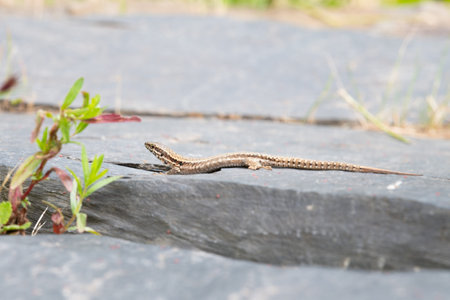 Common wall lizard on slate stone, Podarcis muralis, reptile living in Northern Europe and North...
