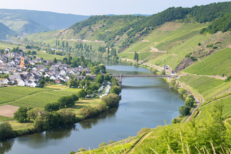 Trittenheim, Moselle Valley with loop of river, aerial view, riesling wine growing on vine, vineyard landscape and agriculture in Germanyの写真素材