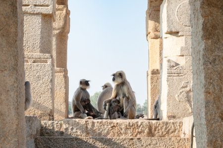 Northern plains gray langur ape family, Semnopithecus entellus monkey in a temple, wildlife of Hampi India, jungle and rainforest animal in cityの写真素材