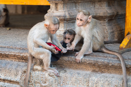 Rhesus monkey, cheeky barbary macaque ape fighting over stolen hat from tourist, conflict of wildlife and urban environment in India, animal in cityの写真素材