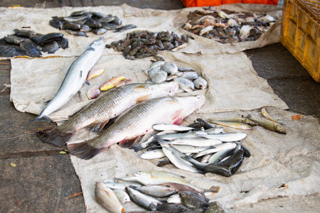 Fish variety on market in Kochi India, sale stall with freshly caught seafood, fishing industry at the Arabian Seaの写真素材