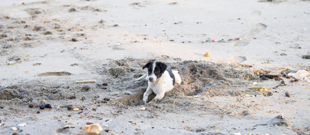 Homeless street dogs on the beach of Kochi, India, abandoned and unhappy, stray pet, Indian pariah dog, garbageの写真素材