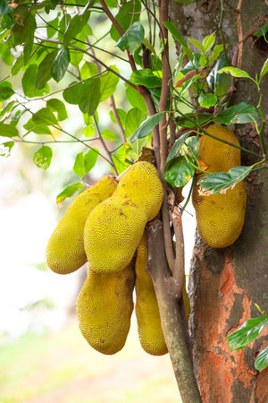 Green ripe jackfruit or nangka growing on a tree, tropical fruit in India, food plantation and harvestの写真素材