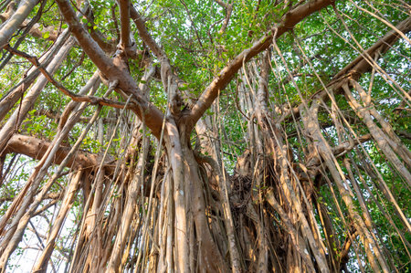 Ficus benghalensis, banyan fig, mangroves in India, tropical evergreen tree, large canopy coverage, aerial roots, monsoon and rainforestsの写真素材
