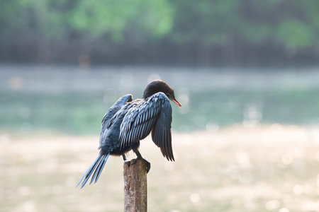 Indian cormorant, shag or Phalacrocorax fuscicollis sitting on tree trunk, inland waters of...