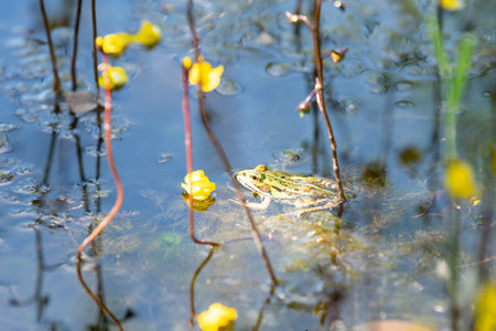Common water green frog in the pond, natural environment, amphibian in wetland habitat, Hylarana erythraeaの写真素材
