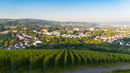 Vineyard, view of ancient Roman city Trier, Moselle Valley, riesling wine growing on vine, landscape...