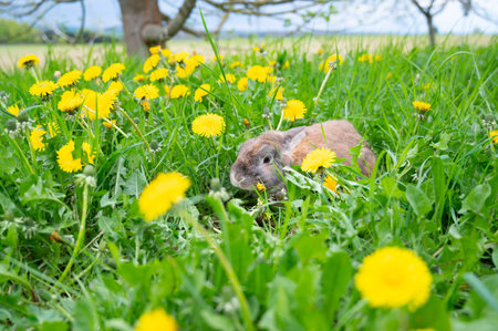 Domestic rabbit on a spring meadow with fresh green grass and dandelion flowers, bunny in nature