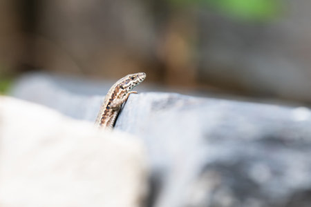 Common wall lizard on slate stone, Podarcis muralis, reptile living in Northern Europe and North America, wildlife Moselle valleyの写真素材