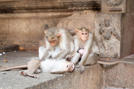 Barbary macaque ape, rhesus monkey picking lice, family bonding, wildlife of Hampi India, jungle and rainforest animal in templeの写真素材