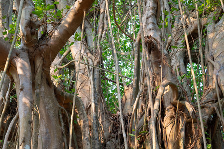 Ficus benghalensis, banyan fig, mangroves in India, tropical evergreen tree, large canopy coverage, aerial roots, monsoon and rainforestsの写真素材
