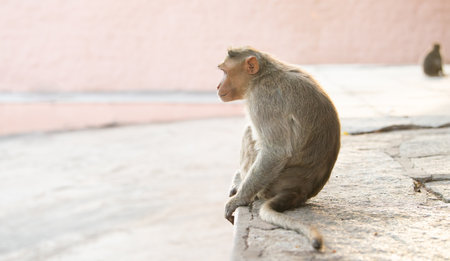 Lonely rhesus monkey sitting on a rock in Hampi, barbary macaque ape, wildlife in India, jungle and rainforest animalの写真素材