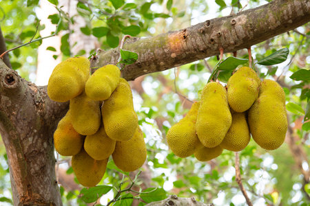 Green ripe jackfruit or nangka growing on a tree, tropical fruit in India, food plantation and...
