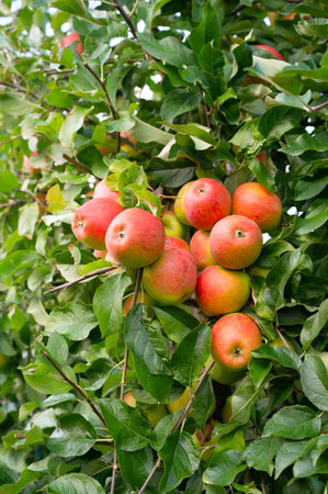 Apple tree with red ripe healthy fruits, plantation of apples, harvest in summer or autumn, agriculture farm, gardenの写真素材