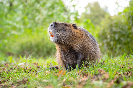 Nutria river rat e on the meadow, wildlife animals, habitant wetlands, coypu herbivorous