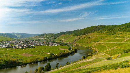 Trittenheim, Moselle Valley with loop of river, aerial view, riesling wine growing on vine, vineyard landscape and agriculture in Germanyの写真素材
