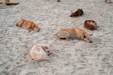 Homeless street dogs sleeping on the beach of Goa, India, abandoned and unhappy, stray pet, Indian...
