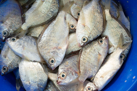 Silver belly fish, market stall with freshly caught seafood in Kochi, India, fishing industry at the...