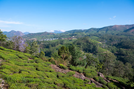 Tea growing area Munnar, plantation in India, landscape with fields in Kerala, Nilgiri hills,...