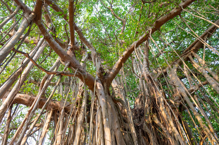 Ficus benghalensis, banyan fig, mangroves in India, tropical evergreen tree, large canopy coverage,...