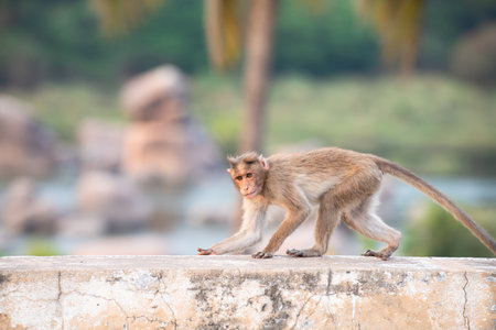 Rhesus monkey running on a wall, barbary macaque ape, wildlife and urban environment in India, jungle and rainforest animal in the cityの写真素材