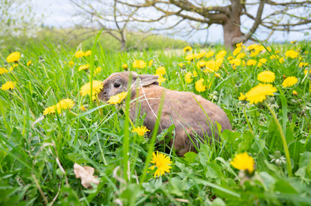 Domestic rabbit on a spring meadow with fresh green grass and dandelion flowers, bunny in nature
