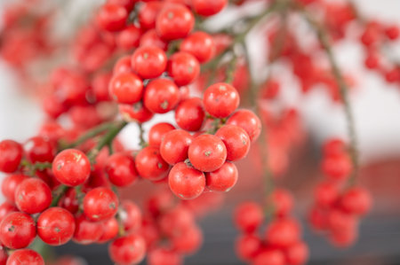 Red palm tree fruit of dwarf royal palm or Christmas palm, Adonidia merrillii, bright ripe berry