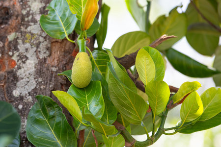 Green ripe jackfruit or nangka growing on a tree, tropical fruit in India, food plantation and...