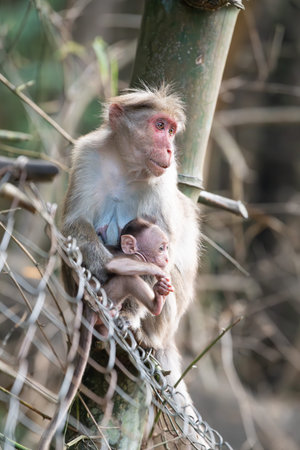 Barbary macaque ape, rhesus monkey mother with baby, wildlife of Periyar India, jungle and...