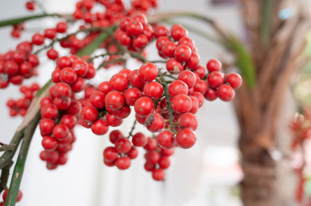 Red palm tree fruit of dwarf royal palm or Christmas palm, Adonidia merrillii, bright ripe berryの写真素材