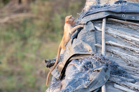 Barbary macaque ape, rhesus monkey baby on the roof, wildlife and urban environment in India, jungle...