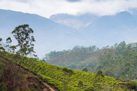 Tea growing area Munnar, plantation in India, landscape with fields in Kerala, Nilgiri hills,...