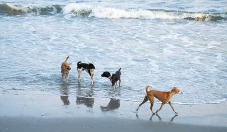 Group of active dogs playing together on the ocean beach, pet splashing water wave, outdoor fun activityの写真素材